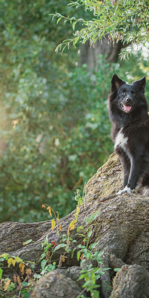 Ein schwarzer Hund sitzt auf einem Baum.