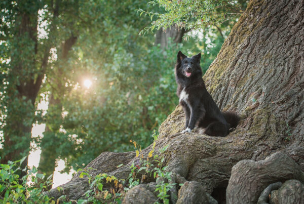 Ein schwarzer Hund sitzt auf einem Baum.
